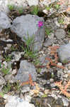 Limestone fameflower